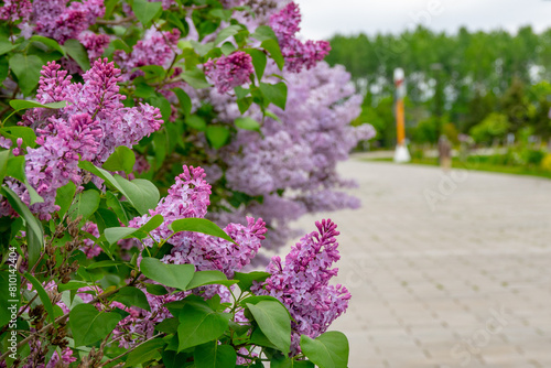 川下公園のライラック（北海道札幌市白石区川下）