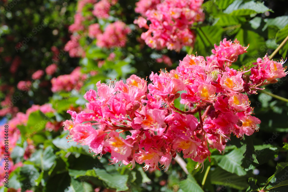 spring blossom on chestnut trees, pink flowers on chestnut trees in spring, pink flowers in the garden spring blossom on chestnut trees, pink flowers on chestnut trees in spring, pink flowers in the garden