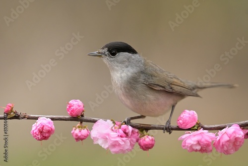Eurasian blackcap Sylvia atricapilla bird songbird wildlife nature predator cock o the north, beautiful animal mountain finch, animal, bird watching ornithology, flower bud fauna wildlife Europe