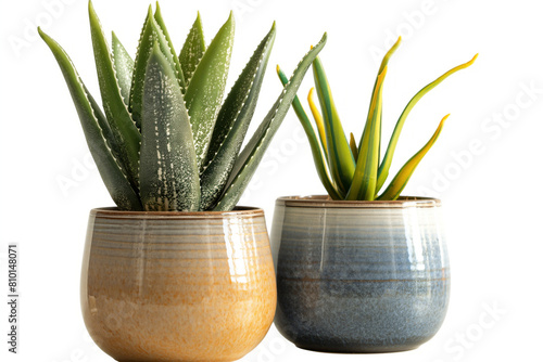 Retro vantage plant in modern ceramic nordic vase furniture   cutout  isolated on cutout white background. Generative AI