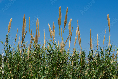 Arundo Donax or Spanish Reed on a Blue Sky Background