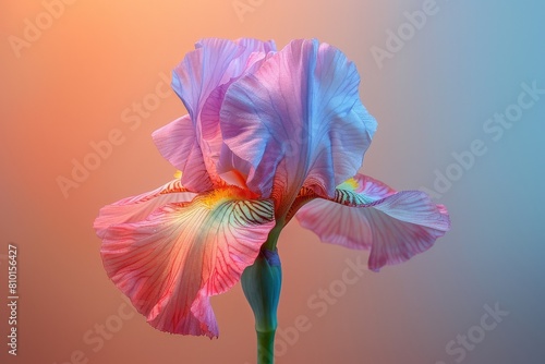 This iris effuses elegance, with its soft pink and purple petals set against a gradient pink to orange backdrop photo