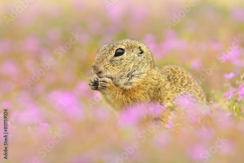 European ground squirel Spermophilus citellus rodent eurasian black-bellied common grassland in fields of landscape cereal wheat region, beautiful eyes and fur, eats flower grass Europe