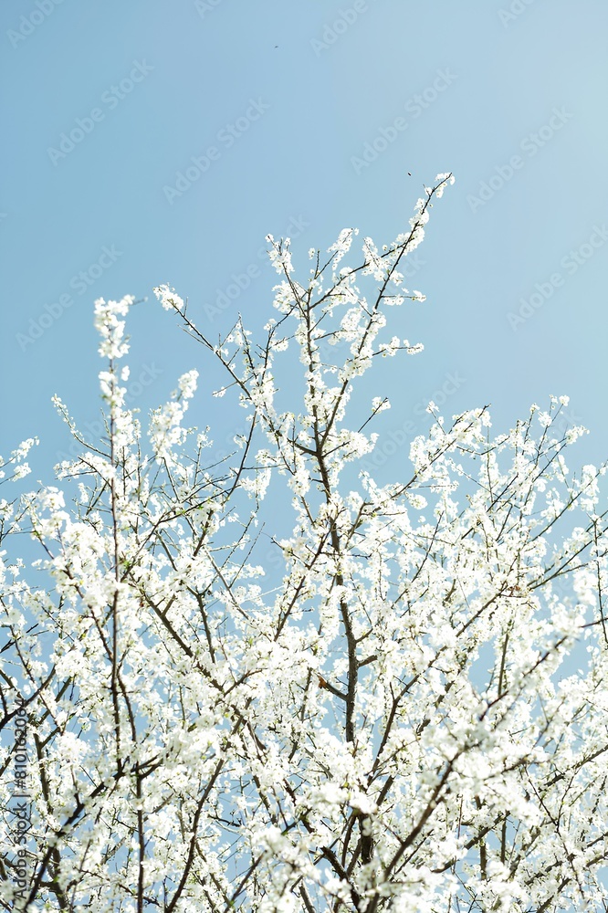 sakura blossom in spring