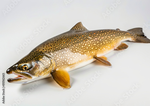 A large brown trout on a white background.