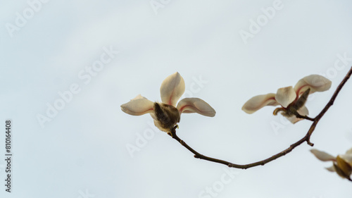 Spring macro of bud white Magnolia kobus (Kobushi) flower on blurred blue background. Selective focus. There is a place for your text right. Nature concept for design photo