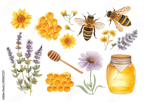 Set of yellow honey bee and honeycomb fields herbs flowers vector illustration