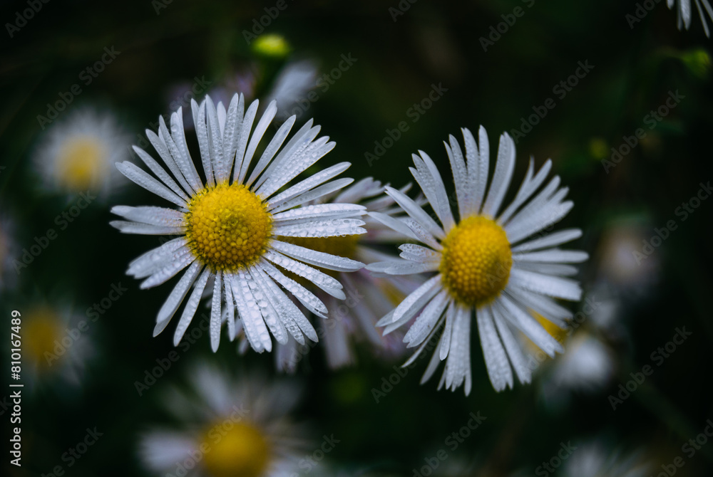Obraz premium Two beautiful white wild aster flowers blooming close up against a dark moody nature background