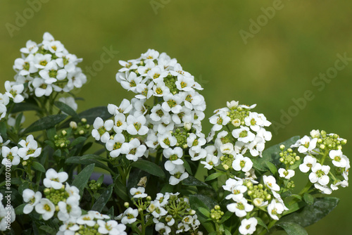 Close up white flowering  of Sweet Alyssum, sweet alison, Lobularia maritima (syn. Alyssum maritimum). Family Brassicaceae, Cruciferae. Dutch garden, spring May.