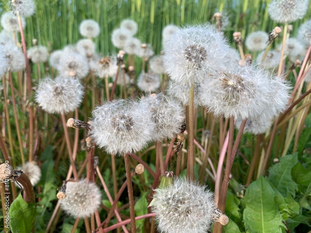 seed heads seed heads