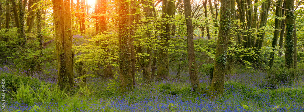 Obraz premium Bluebell wood cornwall england uk 