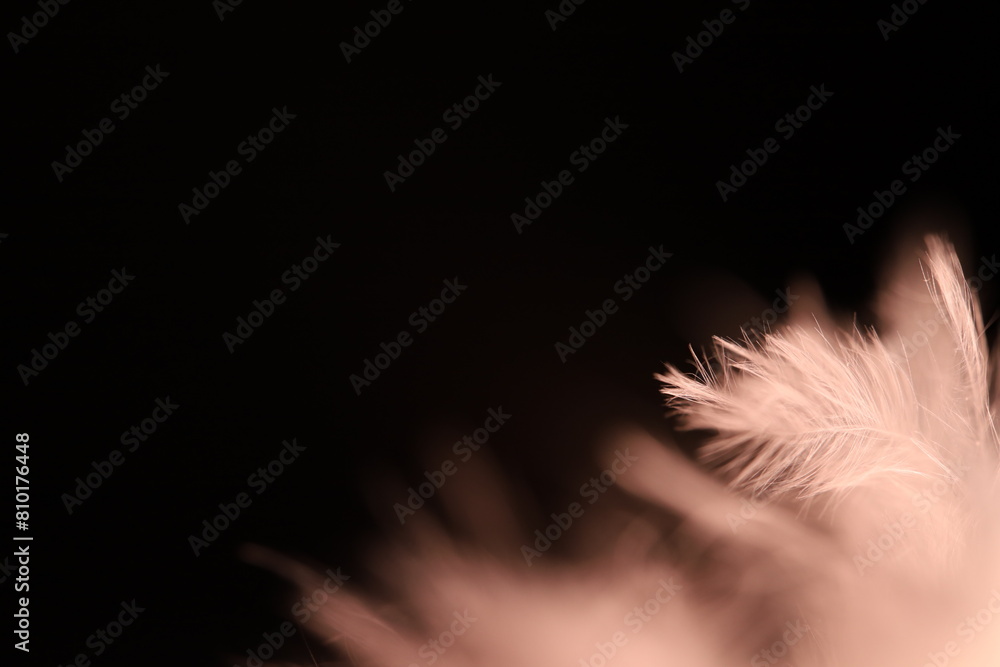 Obraz premium White texture abstract on black background, bird feather 