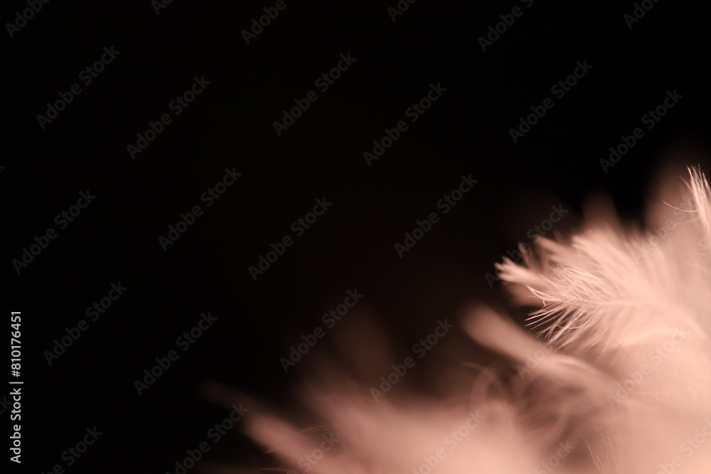 Obraz premium White texture abstract on black background, bird feather, macro 2x 