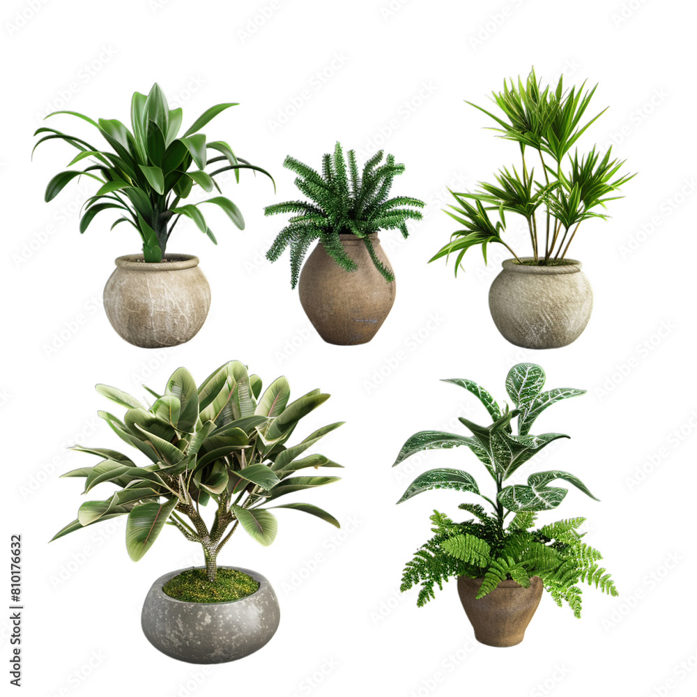 Fototapeta premium plants in pots