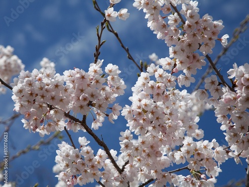 Cherry Blossoms 