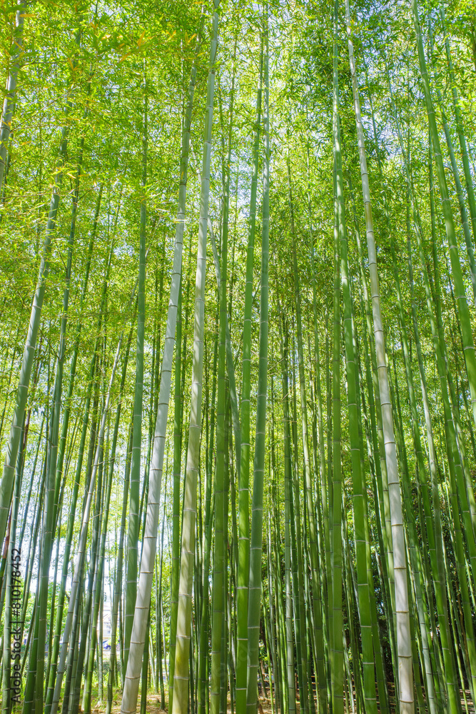 Fototapeta premium 綺麗な緑が印象的な竹林。初夏の日差しと微風を浴びて揺れ動く