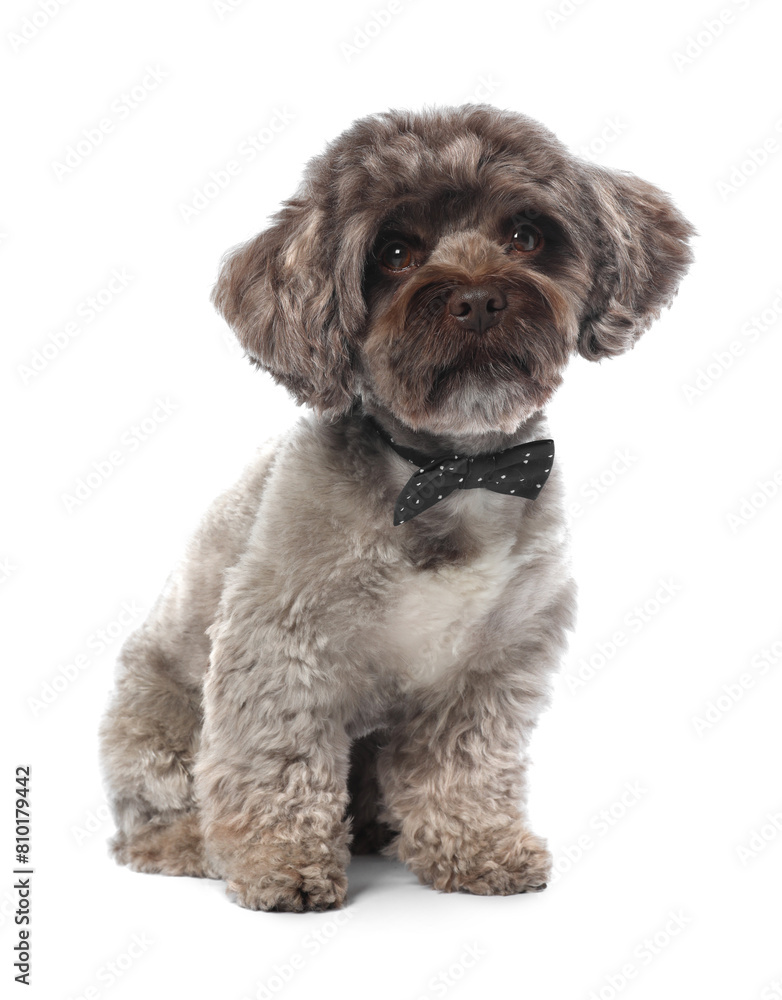 Cute Maltipoo dog with bow tie on white background. Lovely pet