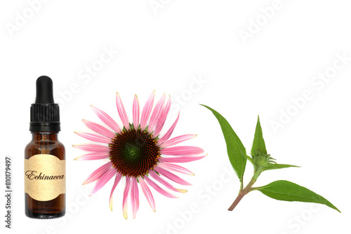 Echinacea for coughs colds and bronchitis. Alternative healing remedies with tincture bottle, flower head and leaf spring on white background. Natural herbal medicine.
