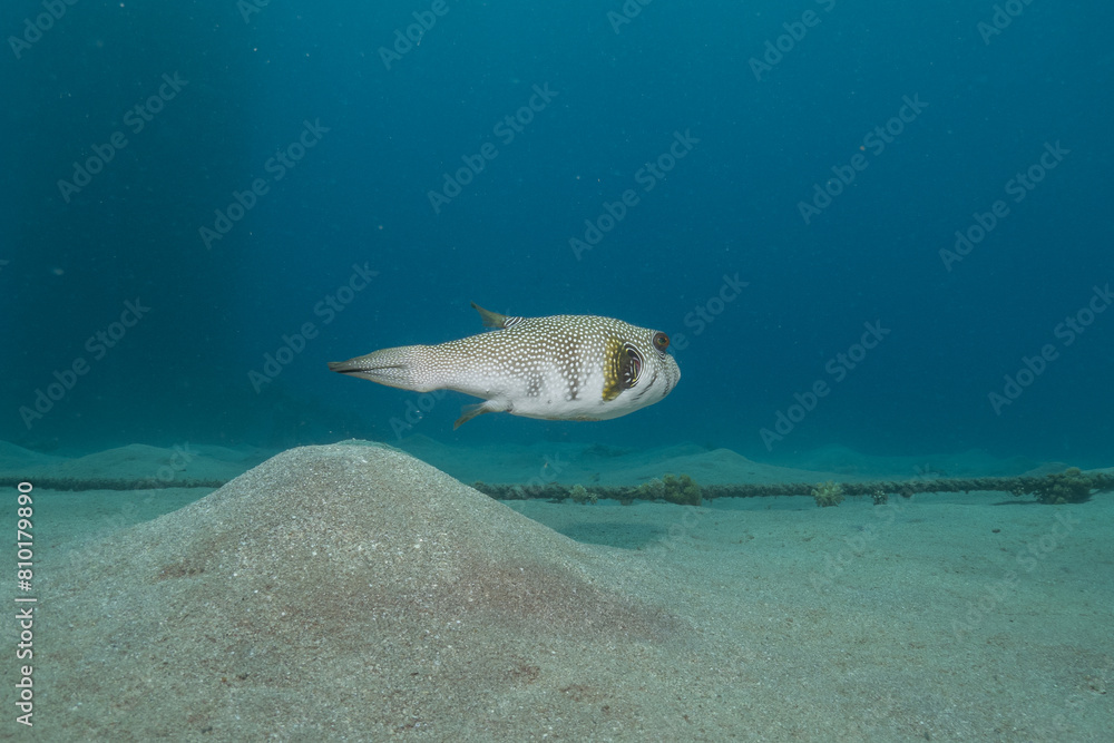 Obraz premium Fish swimming in the Red Sea, colorful fish, Eilat Israel 