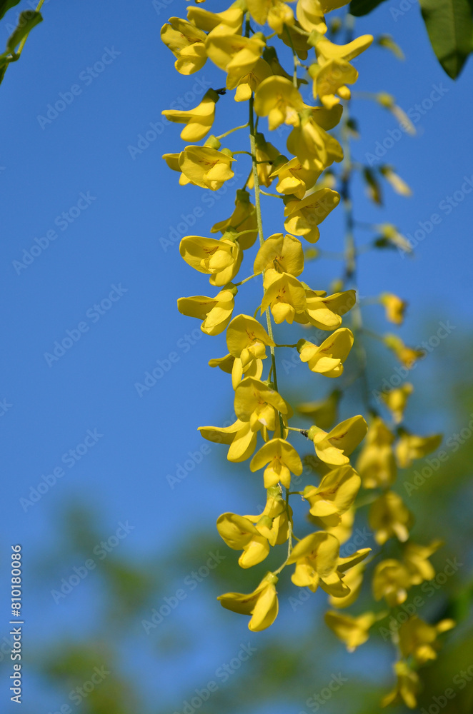 Closeup yellow wisteria -golden raintree cascading flowers. Branch of Laburnum tree with yellow flowers against blue sky . Landscaping ,gardening concept. Free copy space. Closeup yellow wisteria -golden raintree cascading flowers. Branch of Laburnum tree with yellow flowers against blue sky . Landscaping ,gardening concept. Free copy space.