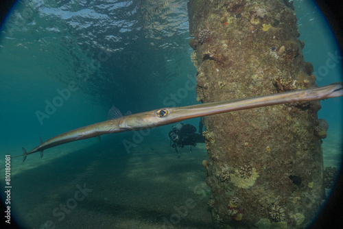 Squid in the Red Sea Colorful and beautiful, Eilat Israel 