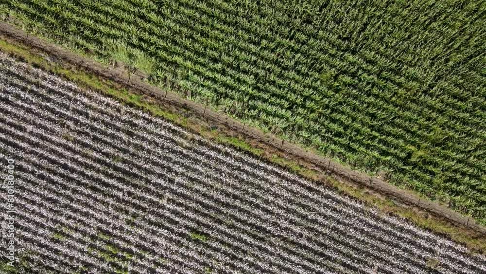 Drone view of cotton and corn fields forming a symmetrical footage. Drone view of cotton and corn fields forming a symmetrical footage.