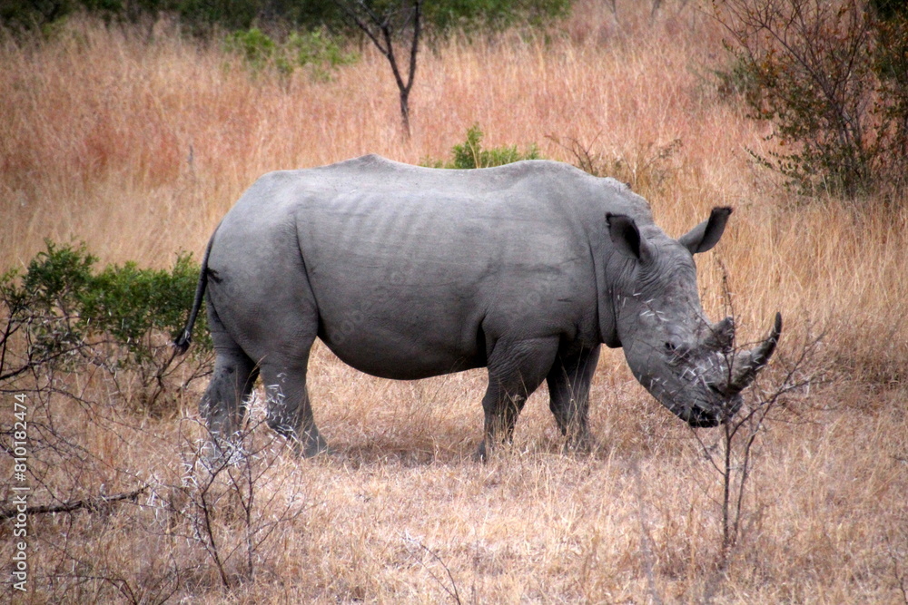 white rhino walking in the grass white rhino walking in the grass
