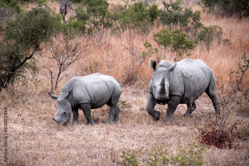 white rhino and calf in the savannah white rhino and calf in the savannah