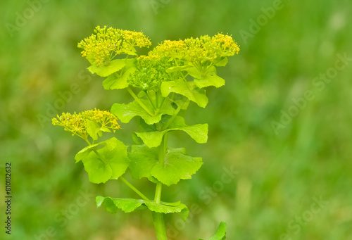 pictures of wild plants, medicinal flowers. photos of spurge flowers. photo