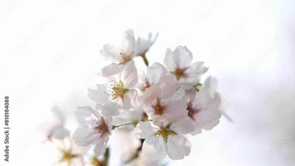 Cherry blossom symbolizing spring in South Korea Cherry blossom symbolizing spring in South Korea