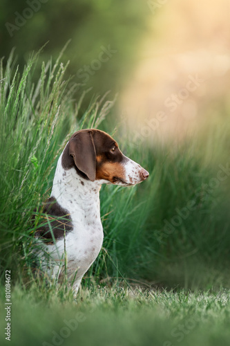 a beautiful spring portrait of a piebald dachshund on a natural background