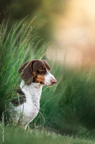 a beautiful spring portrait of a piebald dachshund on a natural background