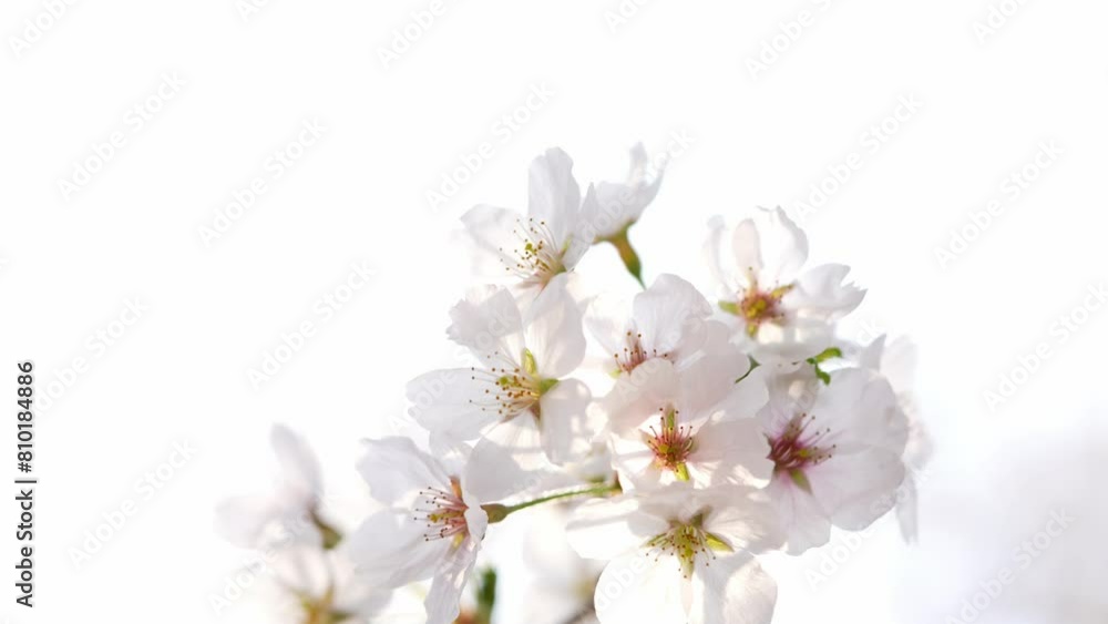 Cherry blossom symbolizing spring in South Korea Cherry blossom symbolizing spring in South Korea