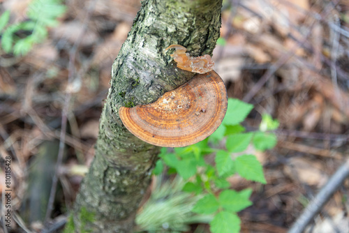 A disk-shaped trutovik on a tree in a forest. photo