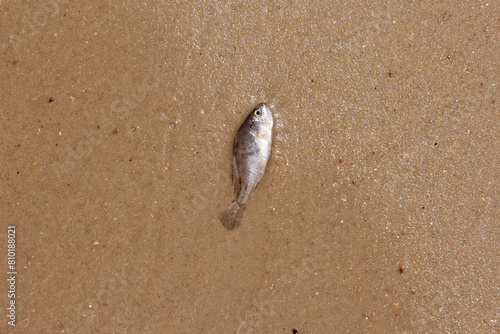 pez en arena photo