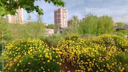 Flowerbeds of yellow flowers next to the Manzanares River in the city of Madrid, Spain. photo