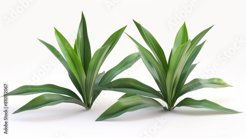 delicate pandanus amaryllifolius leaves isolated on pure white detailed 3d render