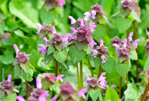 photos of wildflowers and wildflowers. dead nettle flower. photo