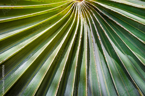 Bismarck Palm, Bismarckia nobilis palm, Blue Palm. The Bismarck palm. Its leaves are typically silver-green in color, . Arraial da Ajuda, Bahia, Jan 2021 photo