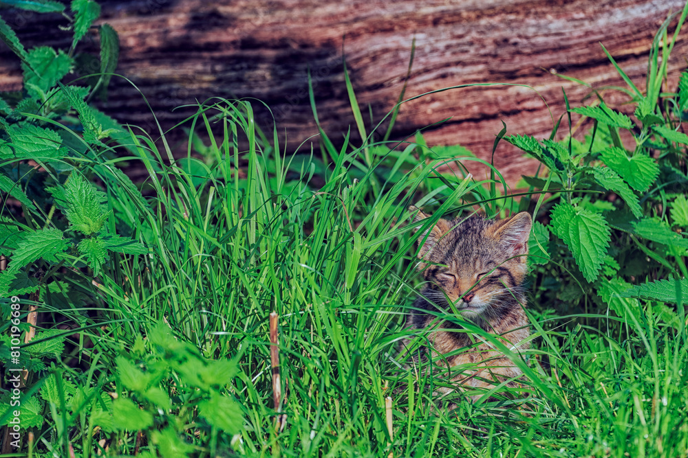 Scottish wildcat kitten in nature Scottish wildcat kitten in nature