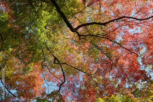 秋の彩り 森の紅葉