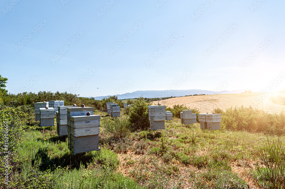 Beehives next to lavender field. Close up. Provence, France. Beehives next to lavender field. Close up. Provence, France.