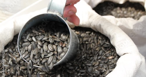 Wallpaper Mural Farmer shows harvested sunflower seed at the grocery market, agricultural concept. Close up of sunflower seed in sack, slow motion Torontodigital.ca