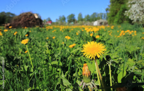 gardens bloom on a sunny day