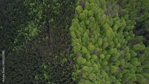 A drone flies over a green nature area in Valea Doftanei Romania photo