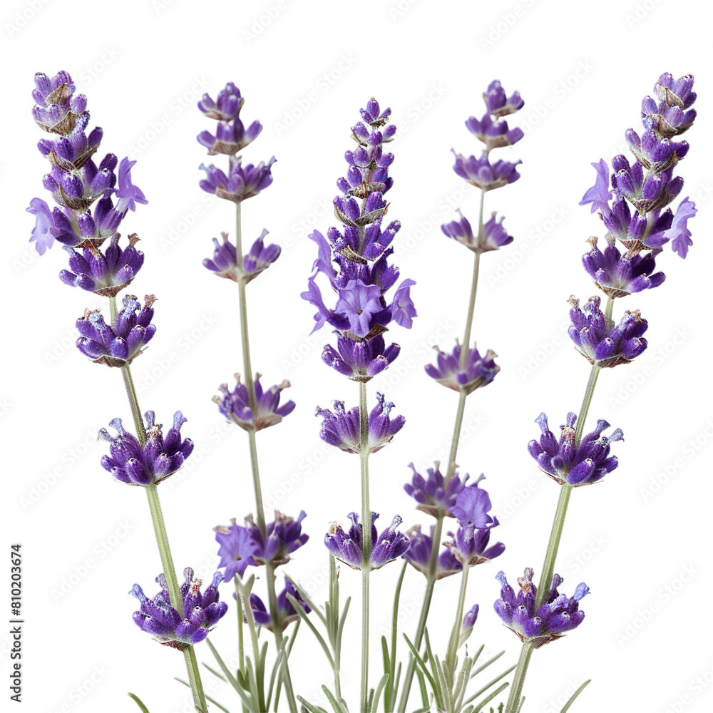 Naklejka premium lavender flowers isolated on white background
