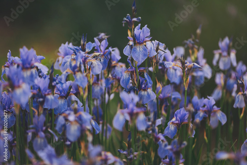 Iris flower in a summer garden  close-up. irises flowers at field