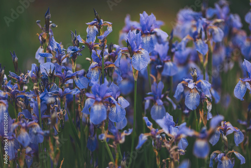 Iris flower in a summer garden, close-up. irises flowers at field photo