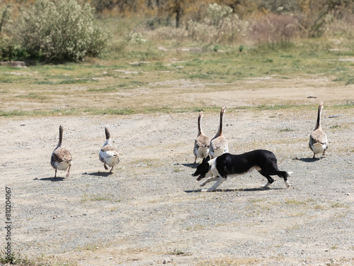Purebred border collie shepherd dog leading a group of geese in the field