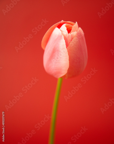 Pink tulip on a red background